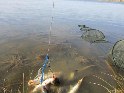 Прикрепленное изображение: IMG_0424.JPG